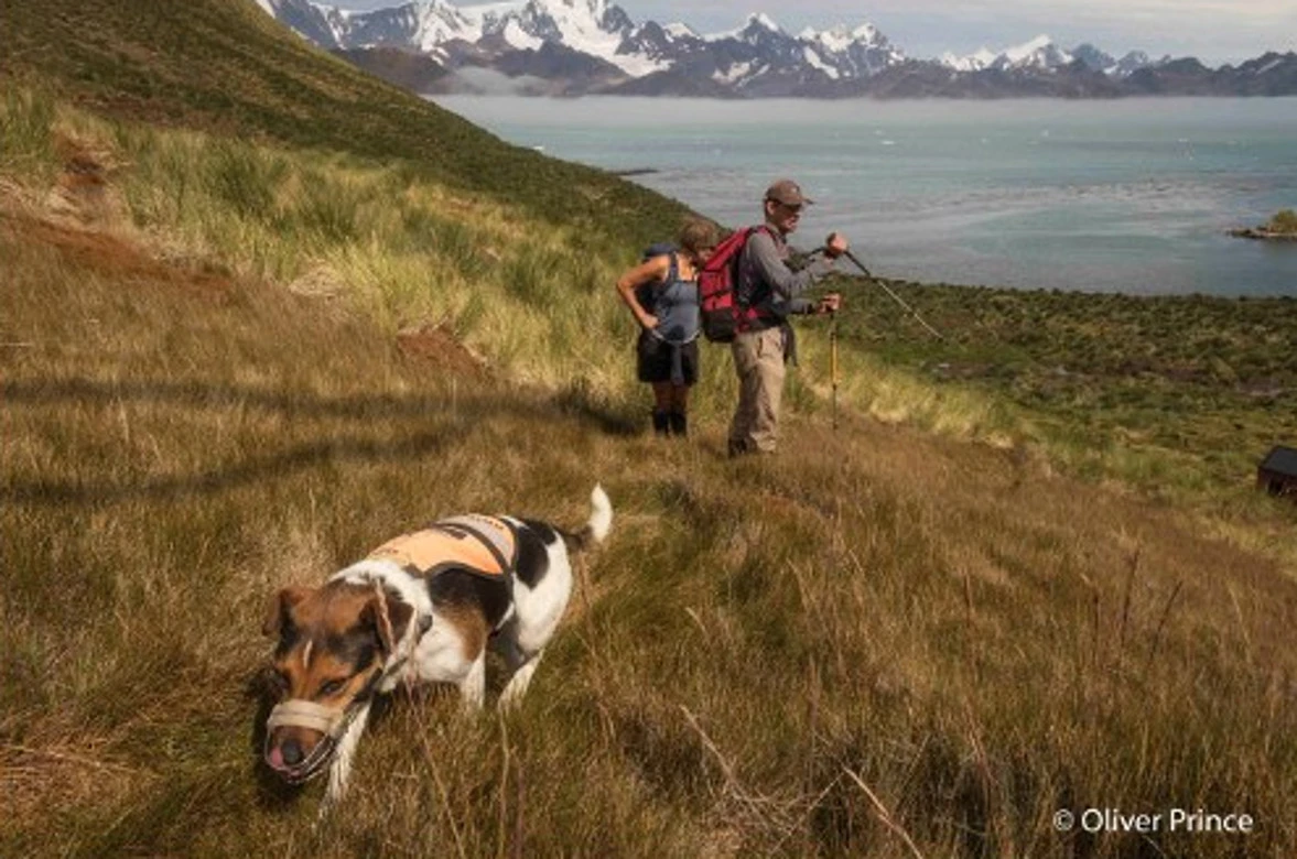 Dog teams spent six months looking for any traces of rodents on South Georgia