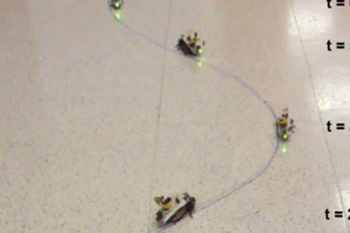 Scientists from North Carolina State University are working on remotely controlable sensor-equipped cockroaches