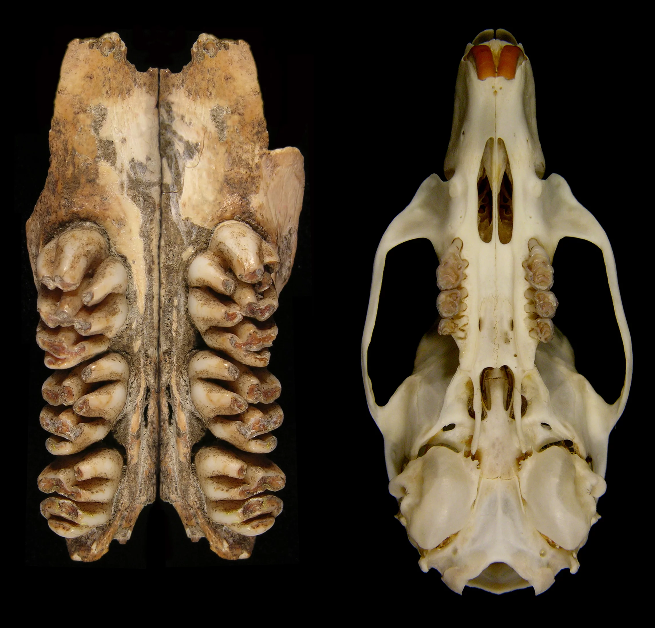 The upper toothrows of the giant rat compared to the skull of a common rat(Image: Ken Aplin, CSIRO)
