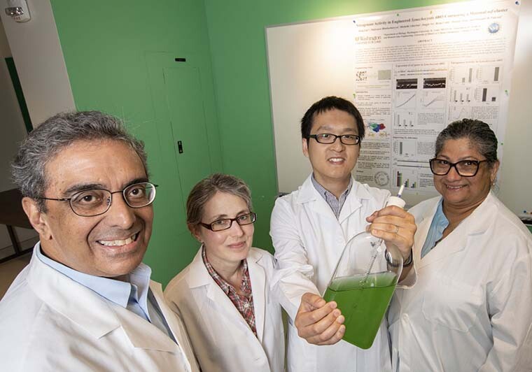 Researchers on the team, from left: Himadri Pakrasi, Michelle Liberton, Deng Liu and Maitrayee Bhattacharyya-Pakrasi
