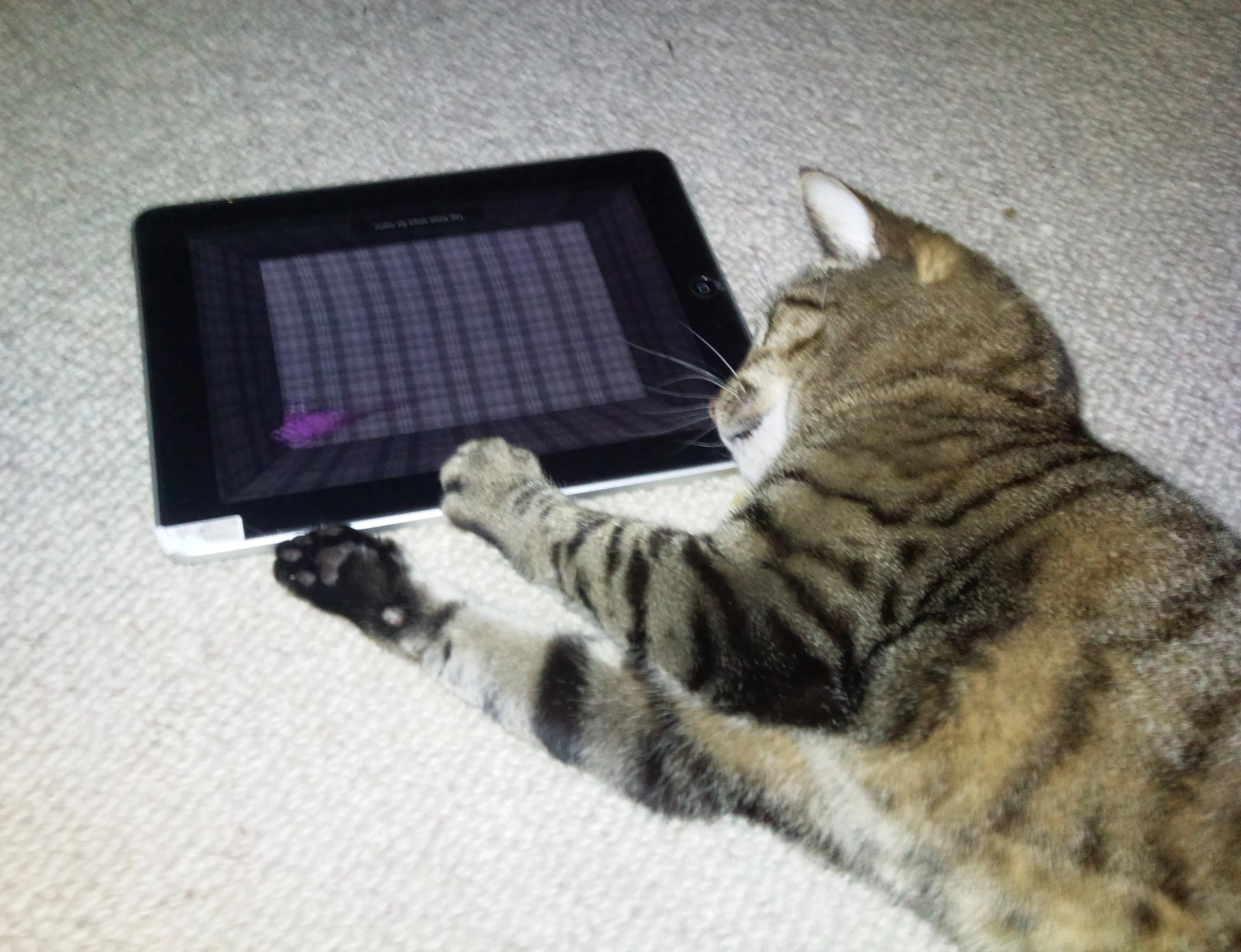 iPad apps for cats (Photo: Kent Sutherland)