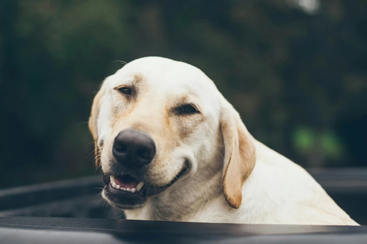 If your beloved Labrador loves eating a little too much, blame it on genetics
