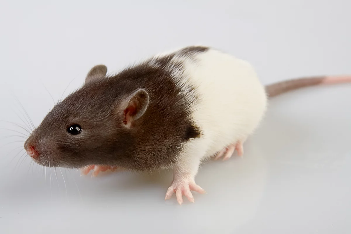 Researchers have used a CT scanner and a 3D printer to create a physical model of a live rat's skeleton (Photo: Shutterstock)