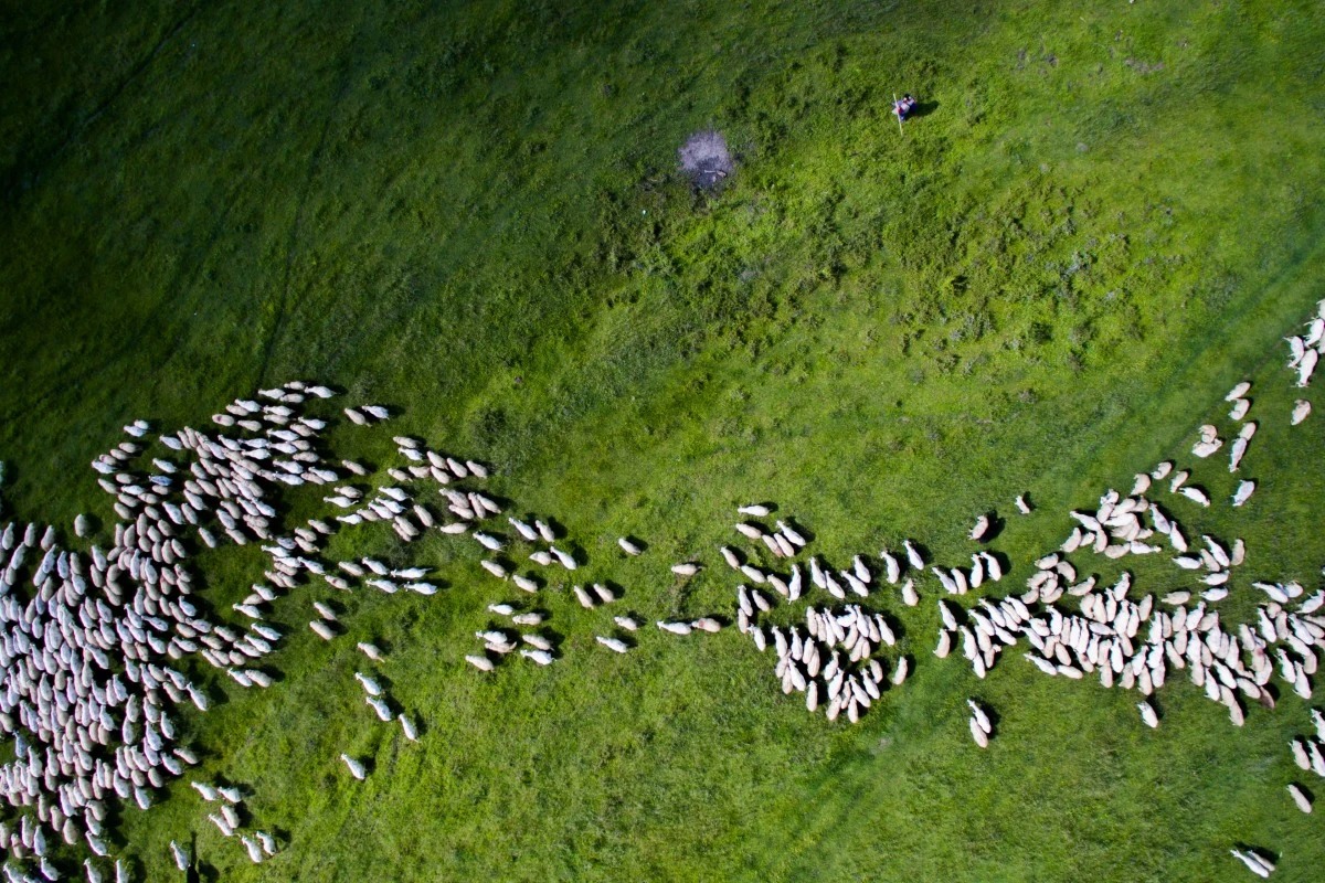 A herd of sheep in central Romania, the second-place winner in the Nature category