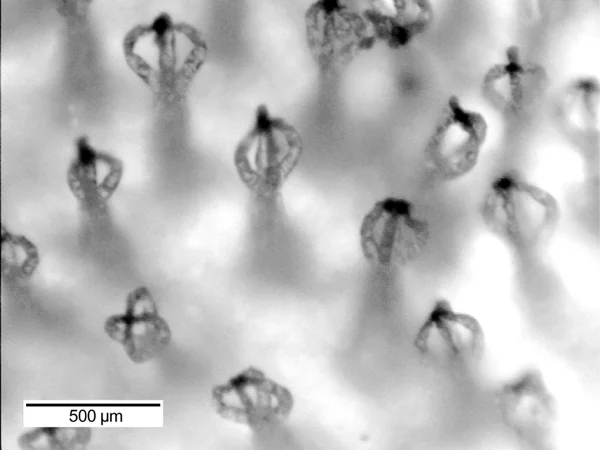 The eggbeater-like tips on the Salvinia hairs (Photo: OSU)
