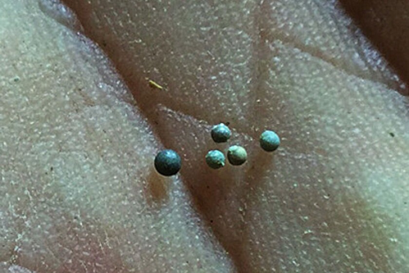 Tektites recovered from the Tanis fossil bed