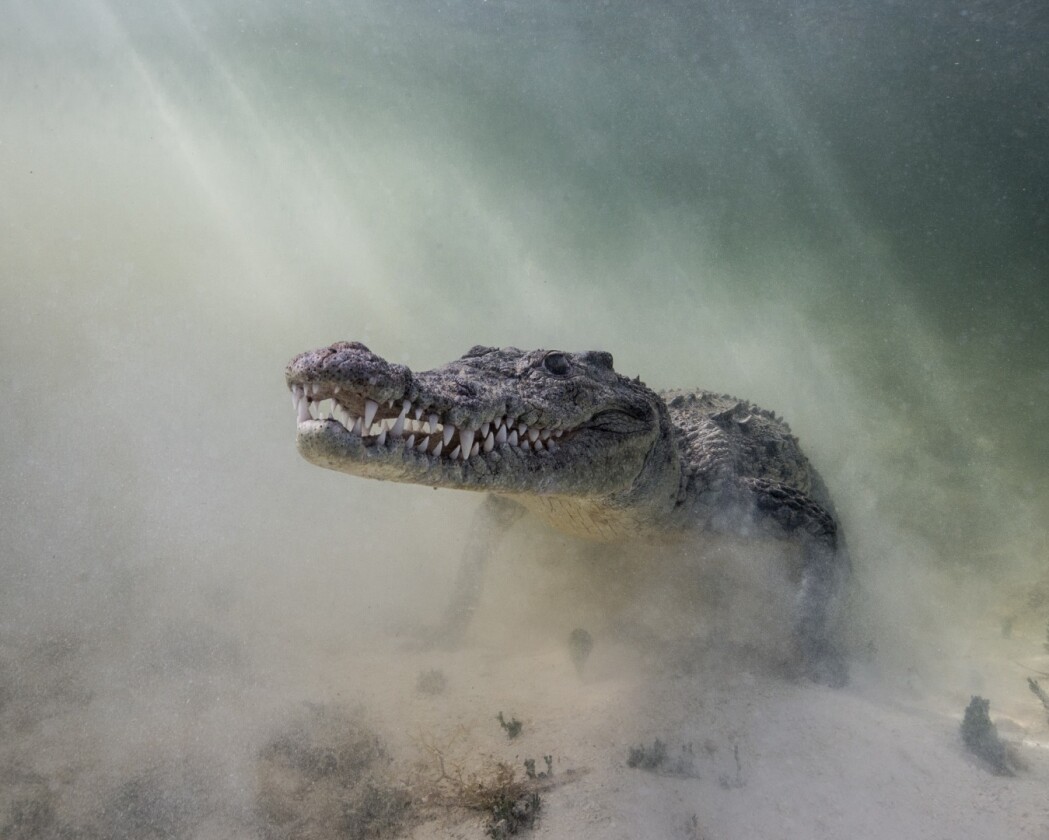 2nd Place in the Portrait category. A young croc charging toward a pair of divers in Banco Chinchorro, Mexico