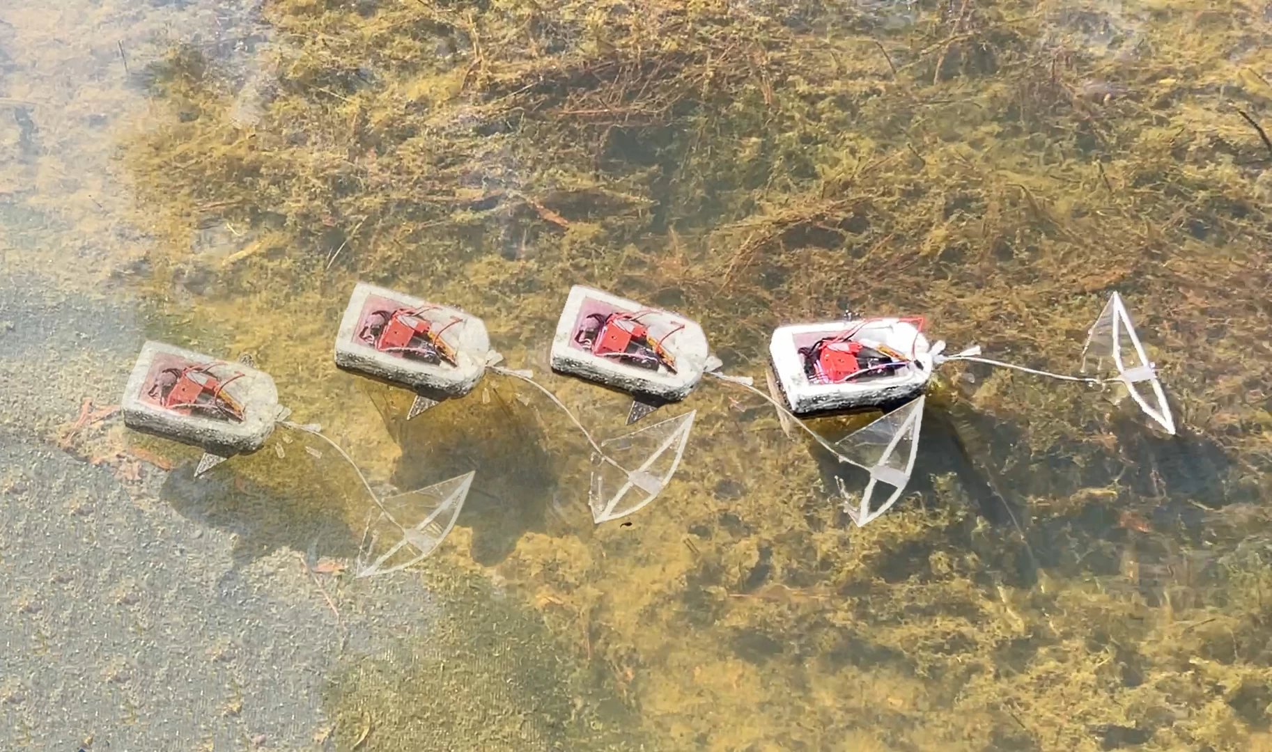 A multiple exposure of the new robot towing its air pump and battery across the surface of a pond