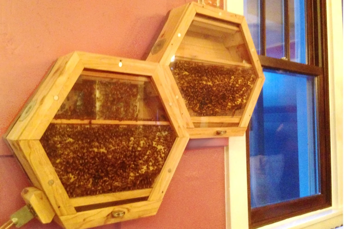 The BEEcosystem has been designed to be modular so that more hives can be added as the colony grows