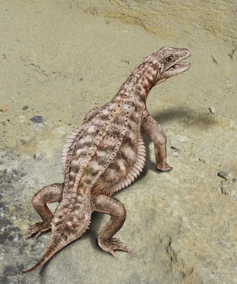 An illustration showing what Eusaurosphargis dalsassoi would have looked like