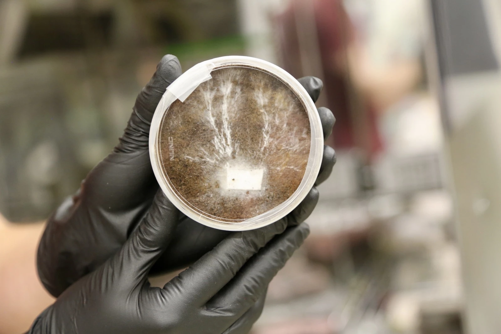 A petri dish with growing mycelia