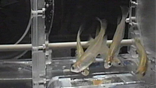 The ISS installs its first space aquarium