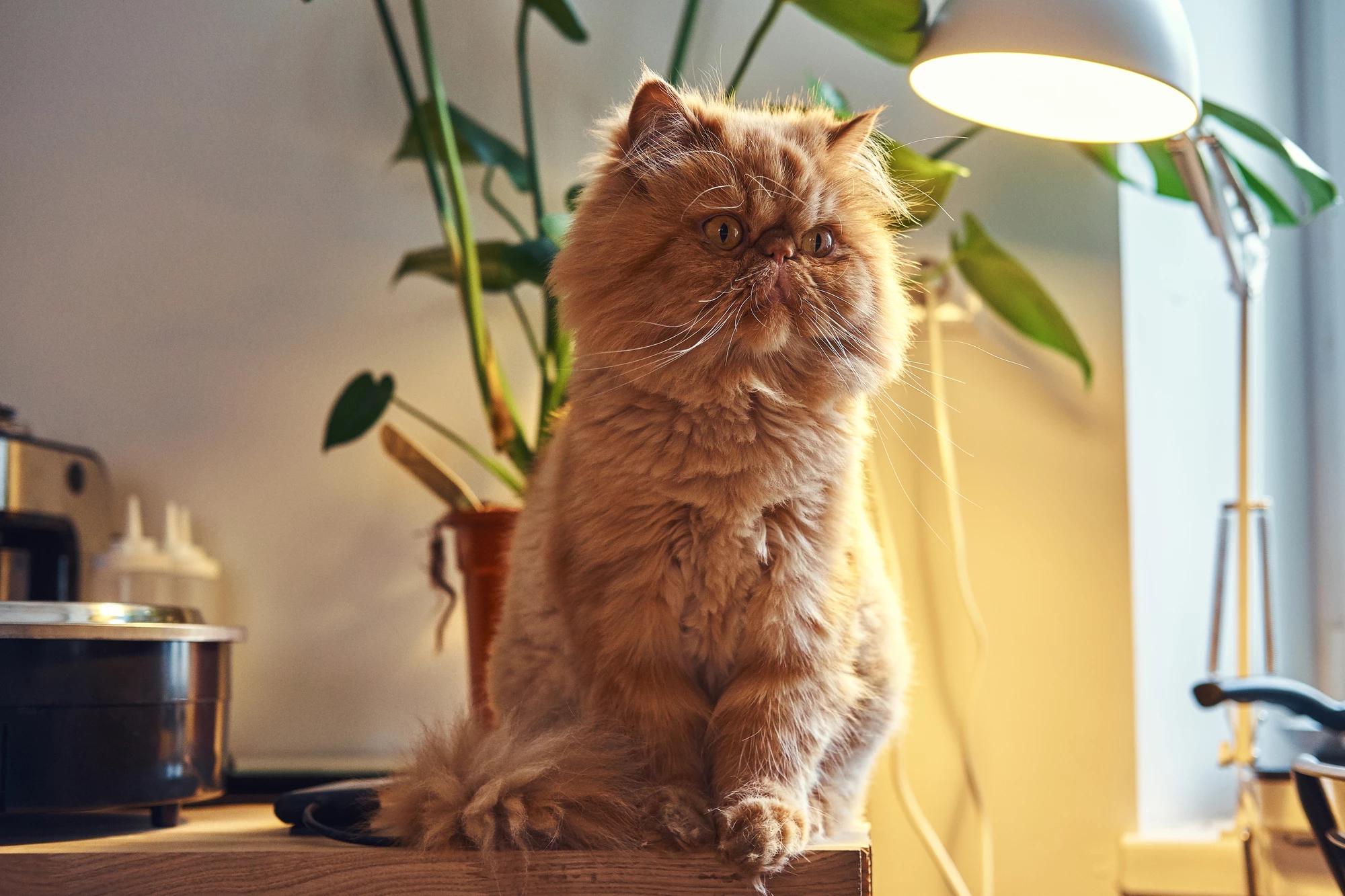 This is Albert. Albert cares little for your allergies, and less for you.
