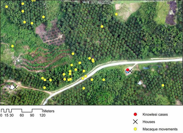 The Monkeybar project combines images collected by drones with hospital records of malaria cases and the movements of the monkeys (Photo: Kimberly Fornace/LSHTM)