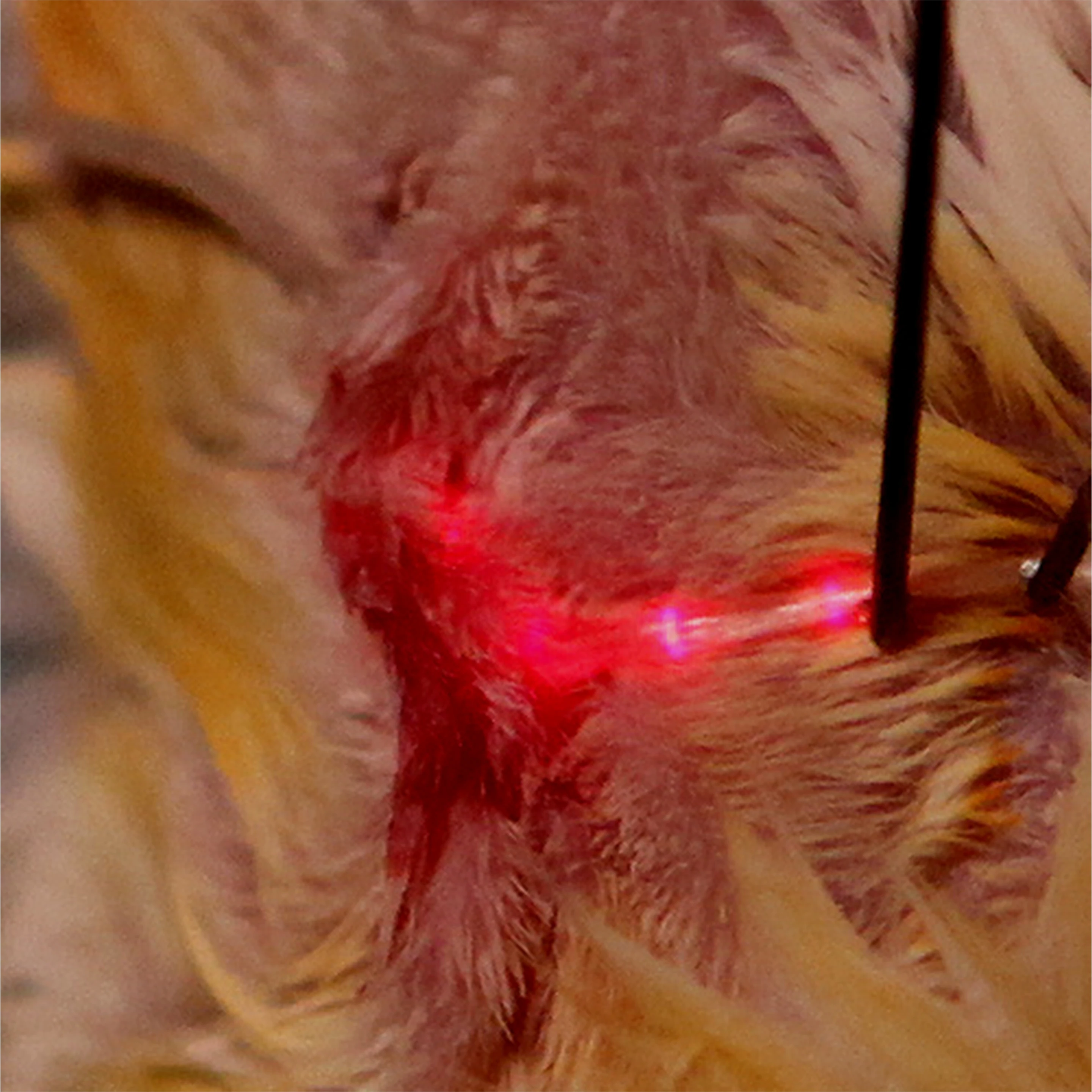 The LED array used to create a light-emitting suture on test animal
