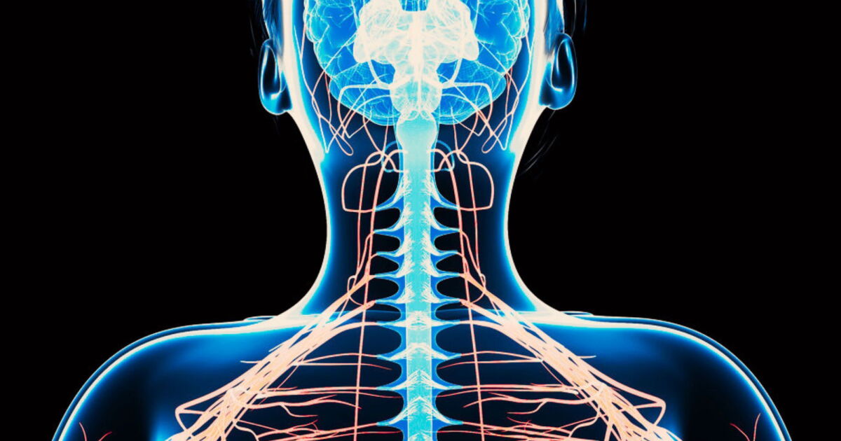 World-first spinal cord transplant claim raises questions we can't yet answer