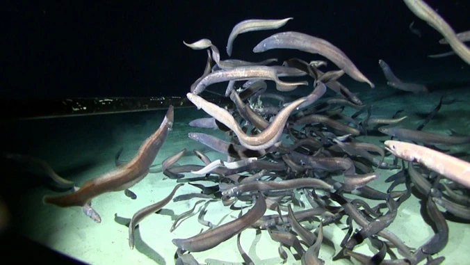 Cutthroat eels swarming a bait station at a depth of over 9,800 feet