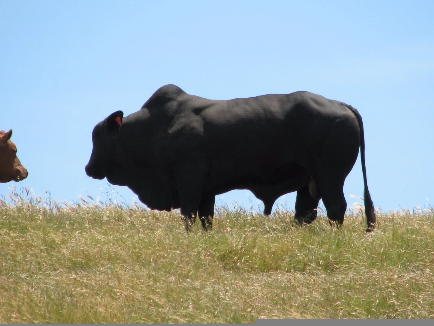 The Brangus was bred to draw on the best traits of both the Angus and Brahman cow