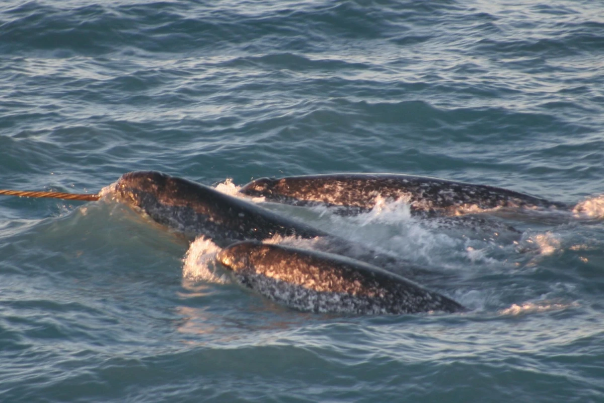 Narwhal tusks, which are really teeth, can grow to be 10 feet long