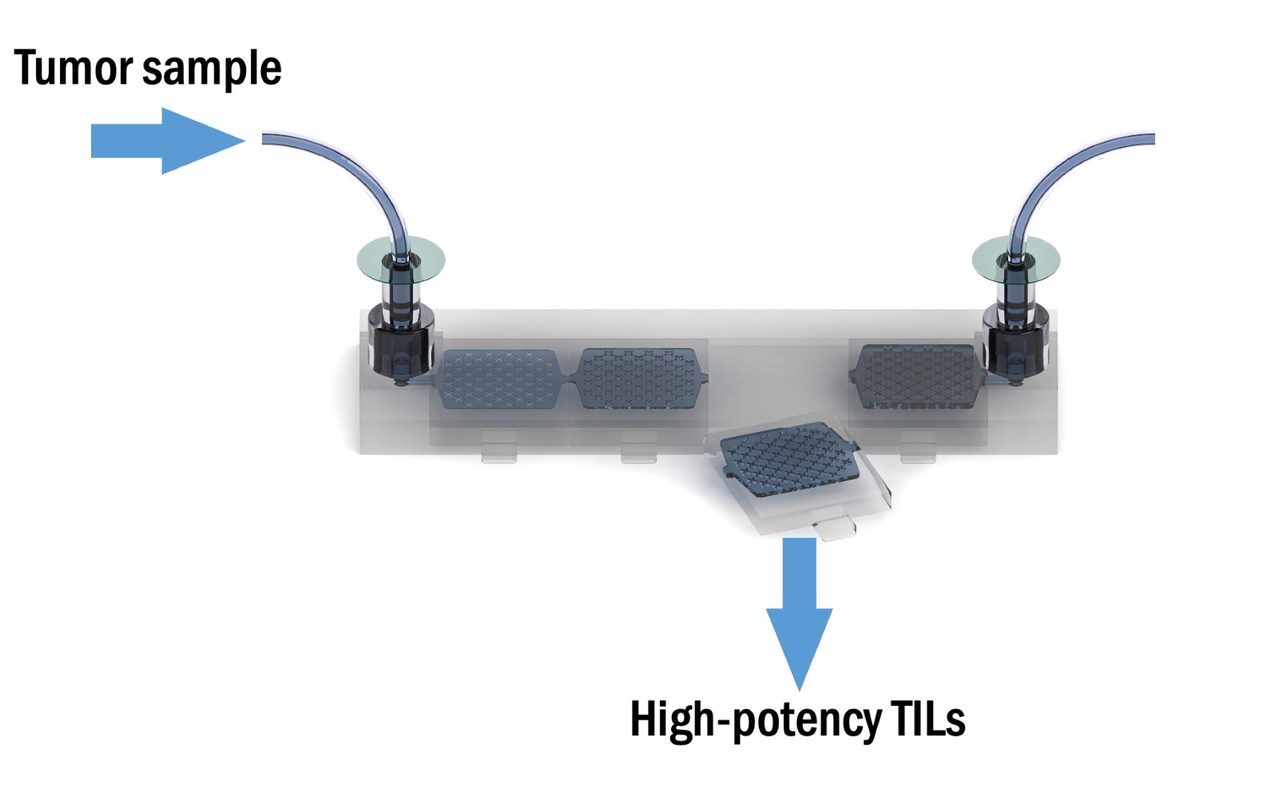 A novel 3D-printed microfluidic device can identify and sort highly active immune cells within a tumor sample