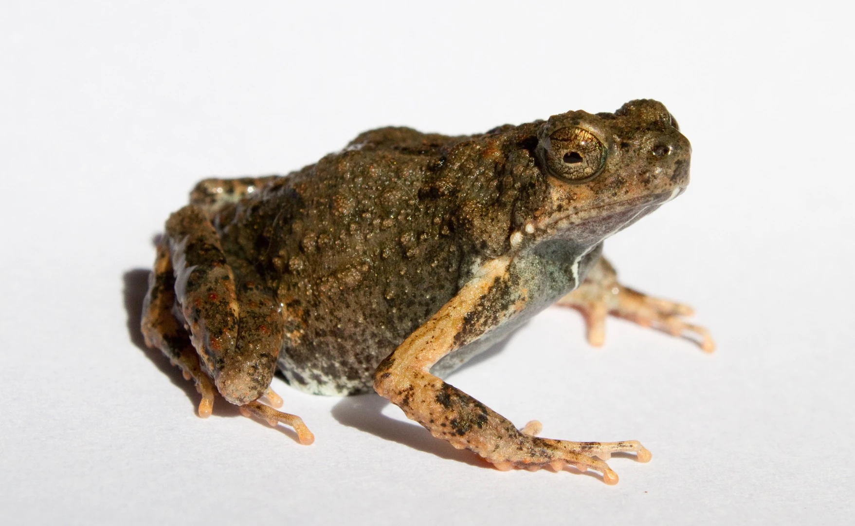 The Tungara frog, aka Engystomops pustulosus