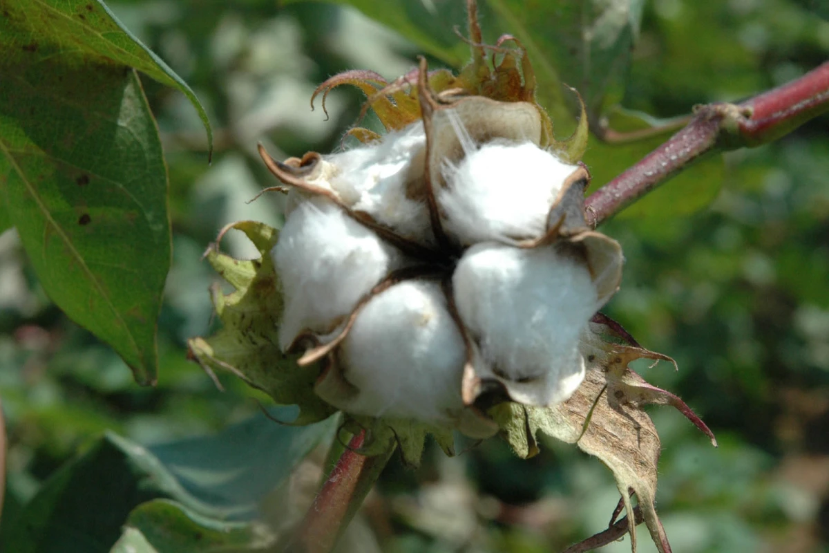 A boll of cotton matures in the field(Texas AgriLife Research photo by Kathleen Phillips)