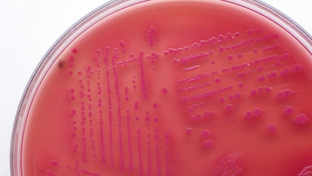 The newly-developed signal sequestering polymers could keep bacteria like these E. coli from communicating