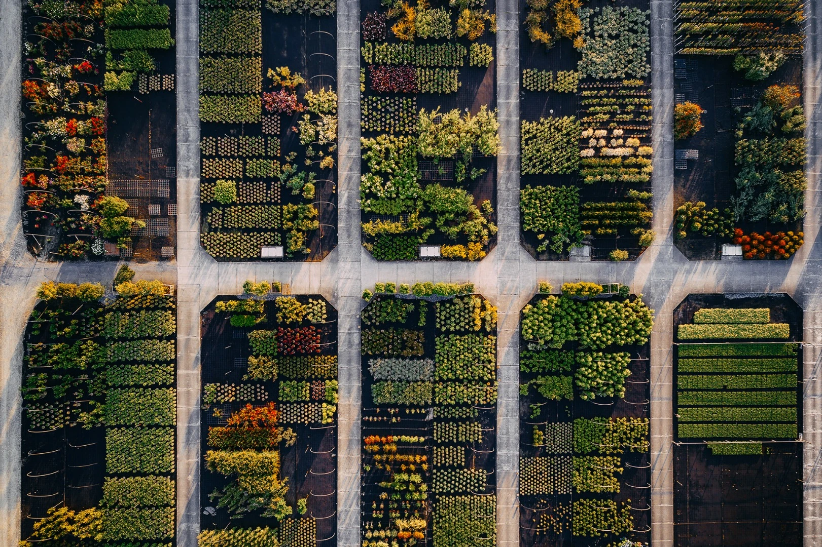 The Cultivation Series: Dedicated to the art of gardening, this series is an examination into the ways humans corral nature