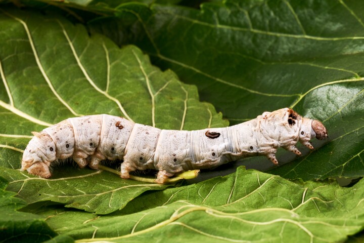 Scientists have developed a novel treatment for silkworm silk that makes it 70% stronger than spider silk