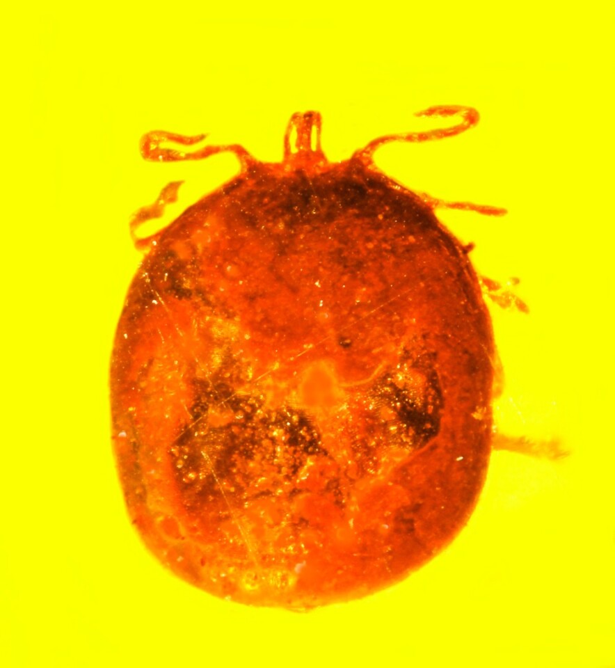 Also within the 20 to 30 million year-old amber was a blood-engorged tick