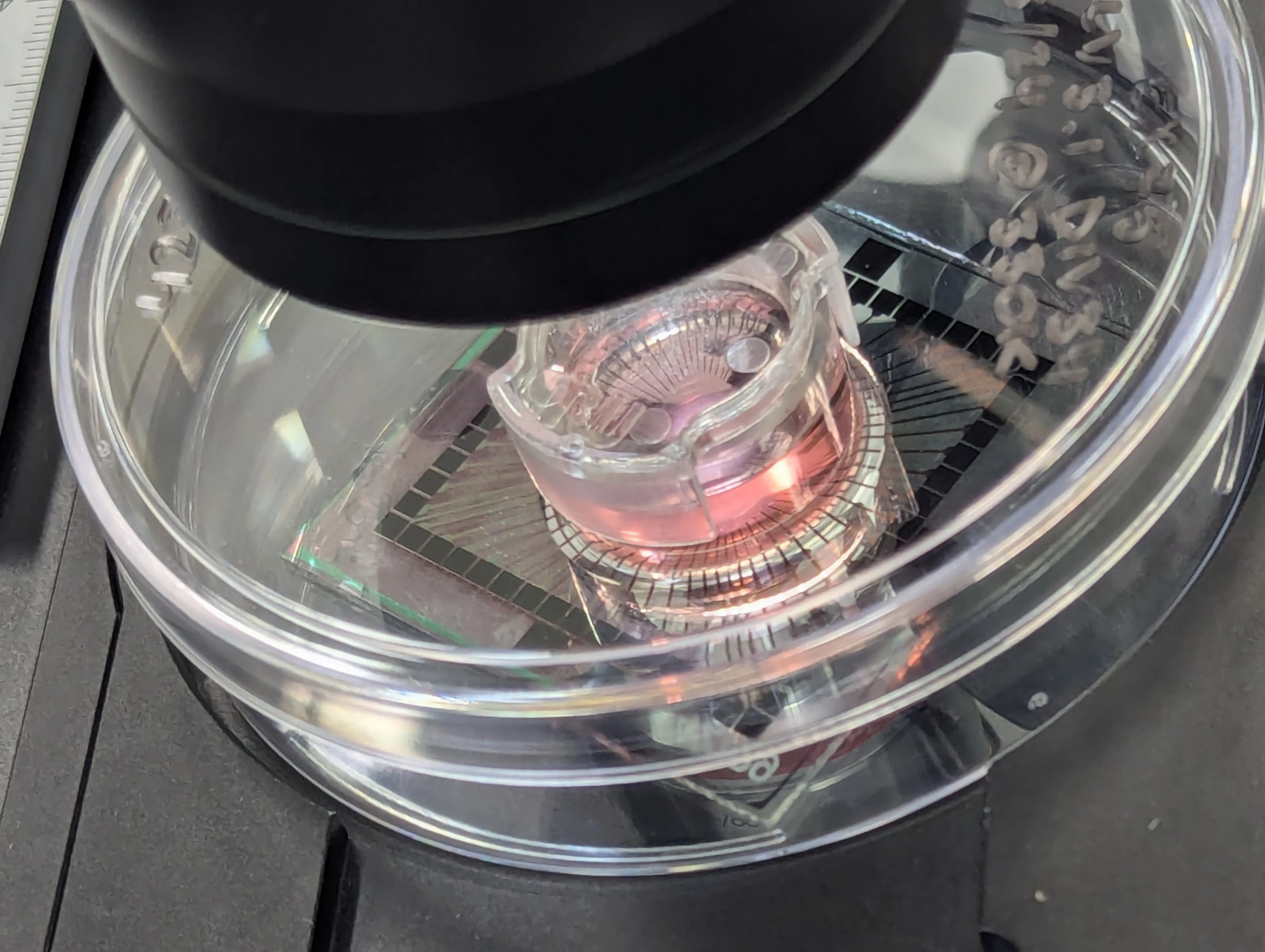 The cells form an entirely new kind of artificial intelligence