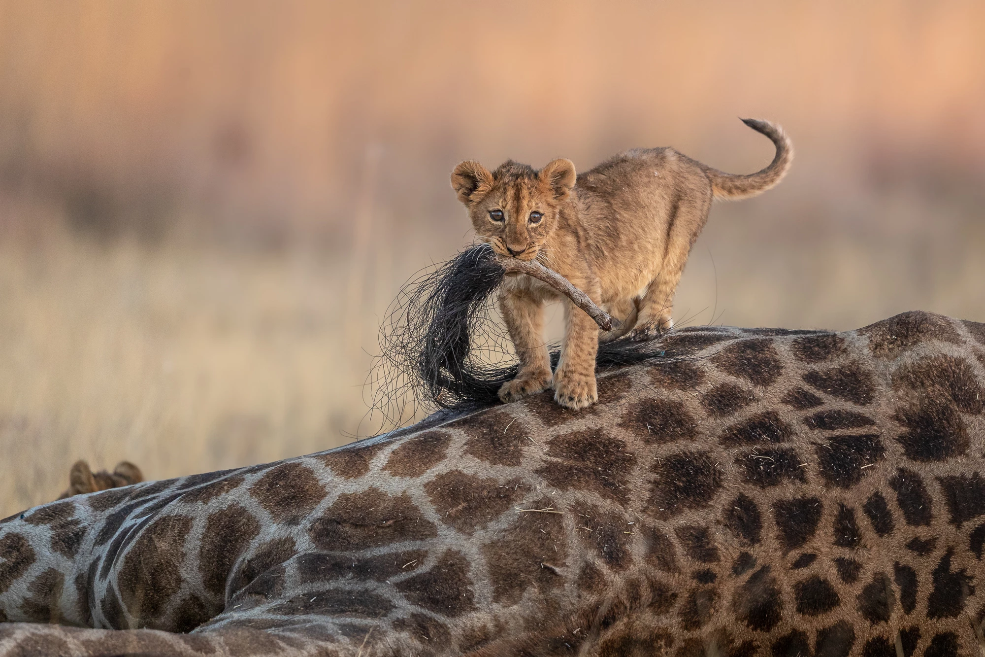 A lion cub plays with the tail of a dead giraffe