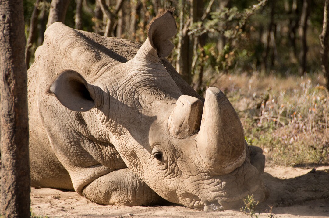 In December last year, Sudan, the last male northern white rhino, developed age-related wounds, infections and degenerative changes to his muscles and bones