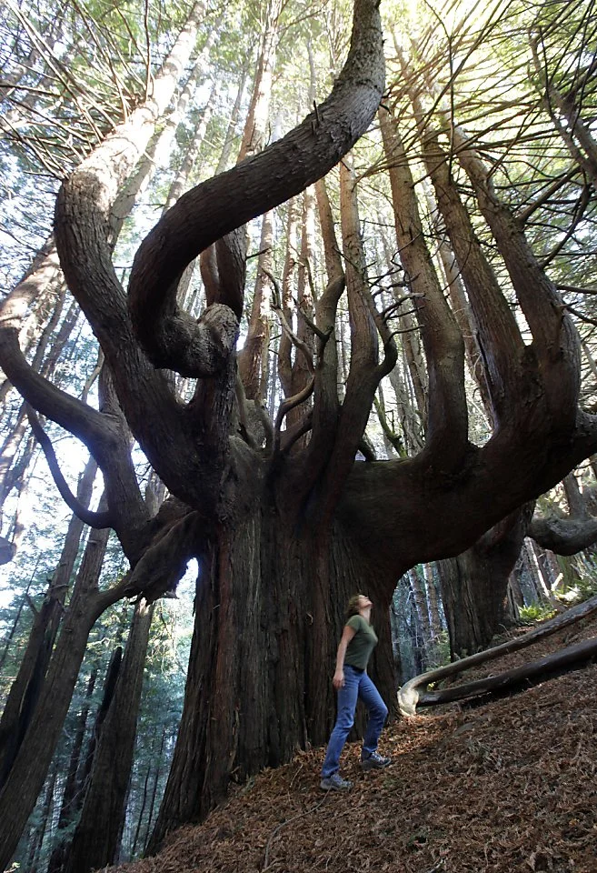 There's a lot more to the Lost Coast than sand and water