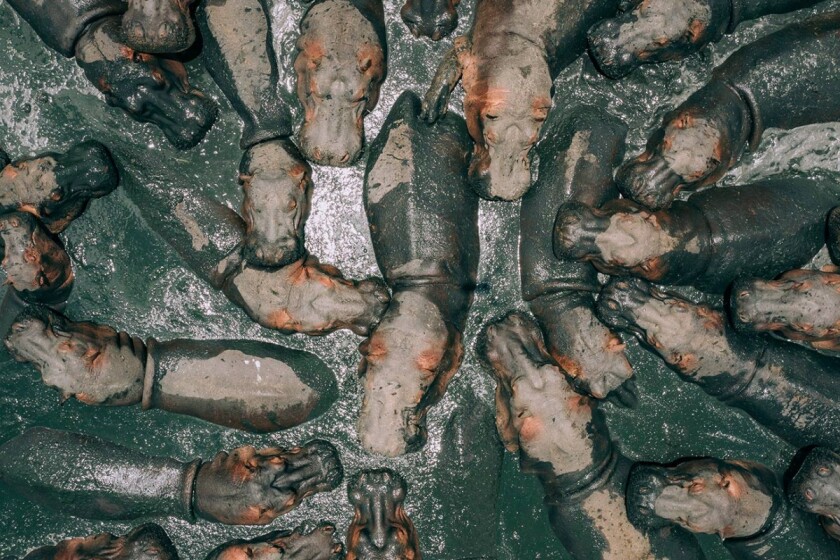 First place winner is this shot of bathing hippos in Tanzania