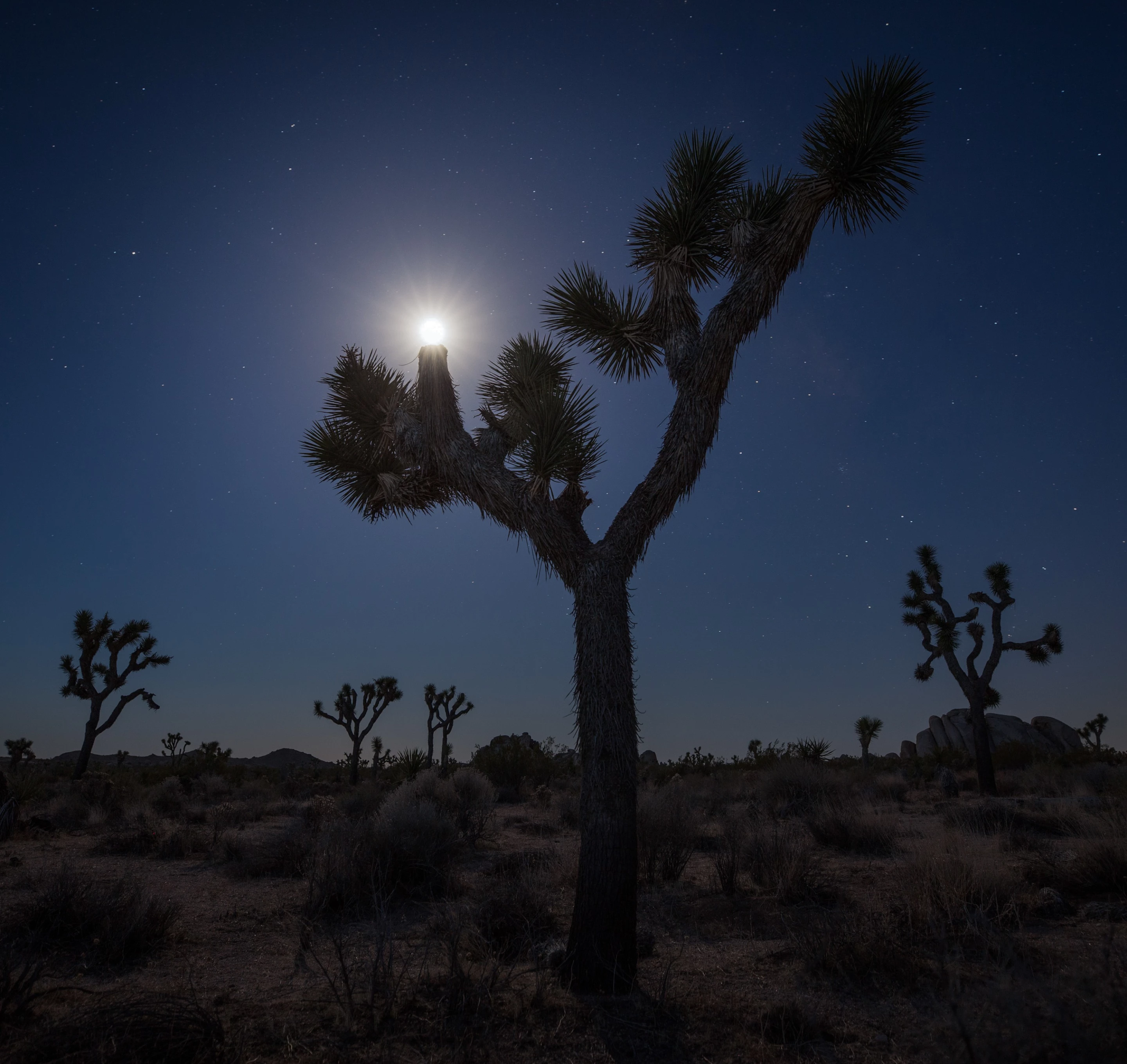 Winner - Youth. Joshua Tree National Park