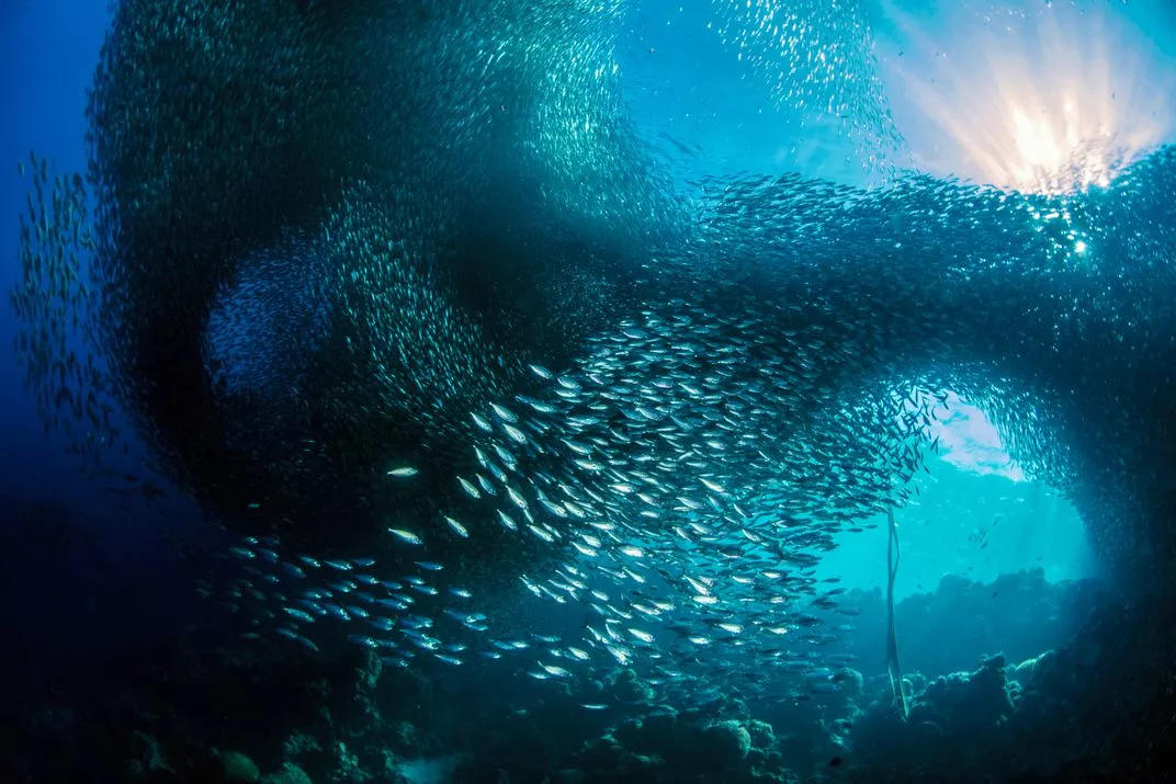 A finalist in the Natural World category – sardines emerge from a coral wall in cobalt waters just a few yards from the shores of Cebu Island in the Philippines