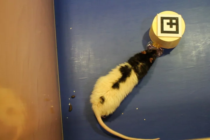 A rat interacts with a small robot, which represents a remotely-located human