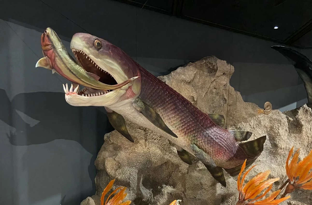 A museum display model of the ancient fish, fossils of which have been found to contain the oldest preserved heart of any vertebrate