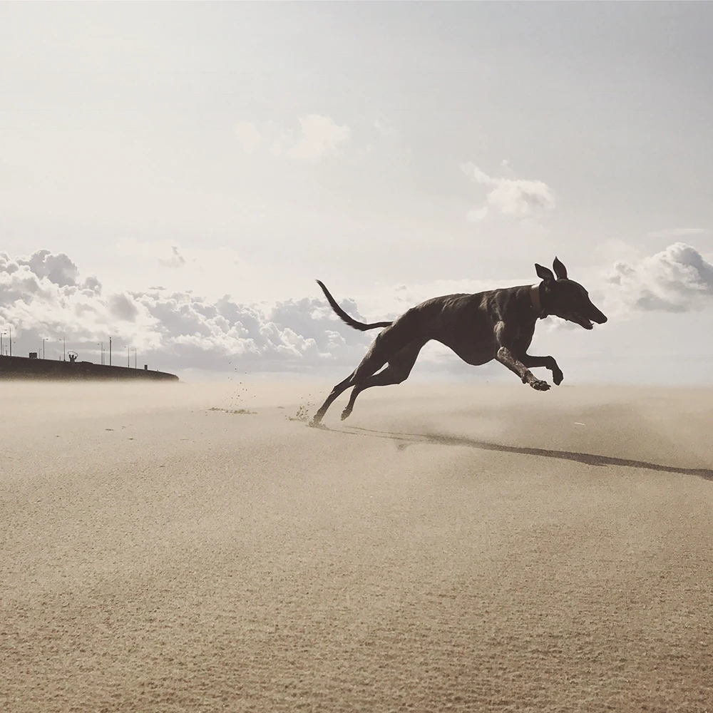 Second place image in the animals category of the 2018 iPhone Photography Awards