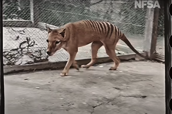 A still from newly-colorized video of Benjamin the thylacine, originally filmed in 1933