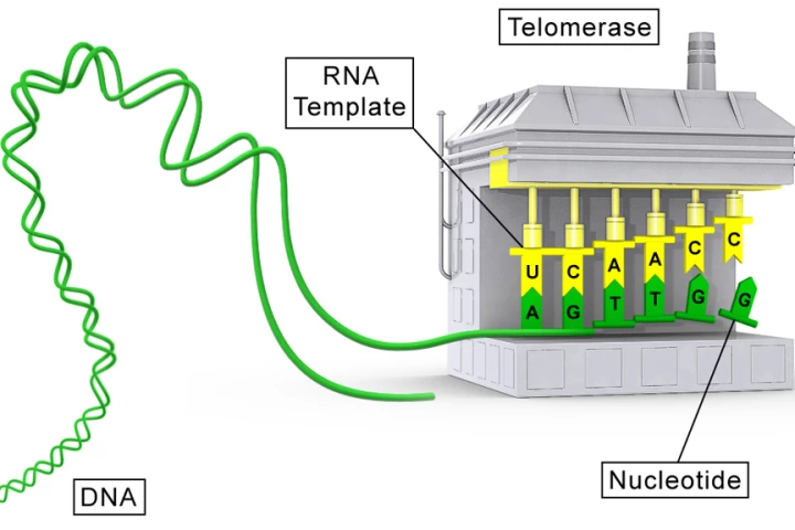 An illustration of a telomerase molecule (Image: Sierra Sciences, LLC)