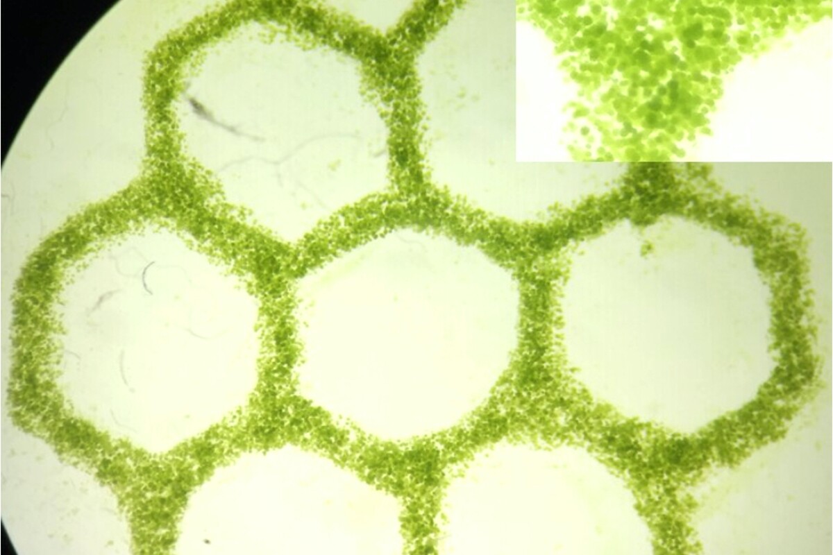 Algae used to give bioprinted tissue an oxygenated boost