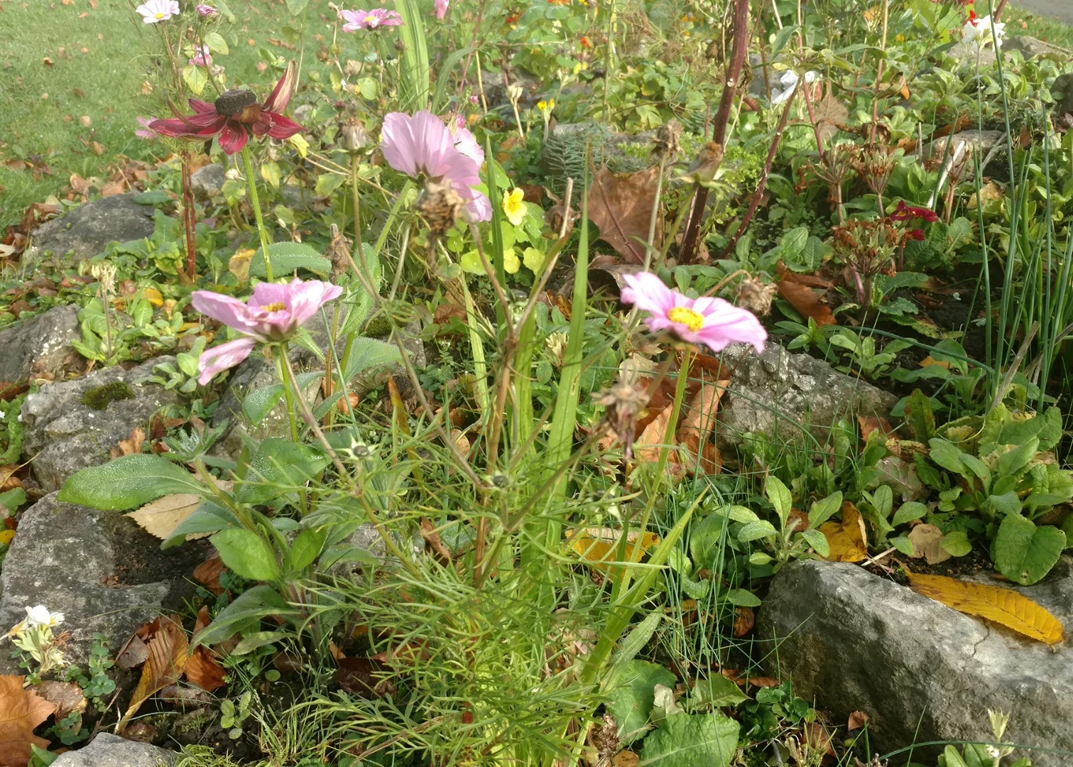 Sample shot one: Flowers close up