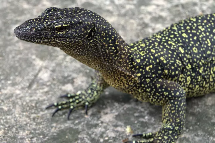 The Varanus douarrha monitor lizard gets up to 1.3 meters (4.3 ft) in length