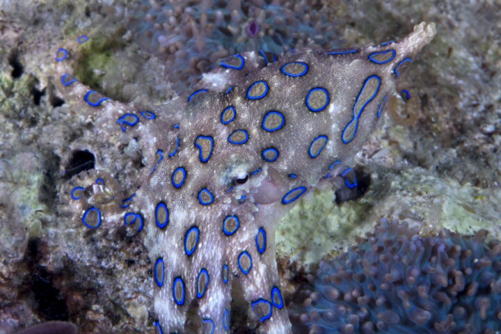 Researchers inspired by the blue-ringed octopus have created a tech platform that can camouflage and signal