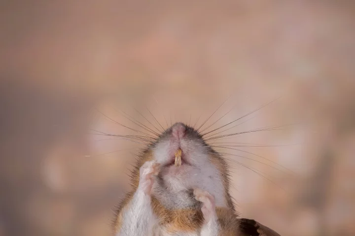 By splitting the "tooth germ," scientists have grown multiple implantable teeth for mice