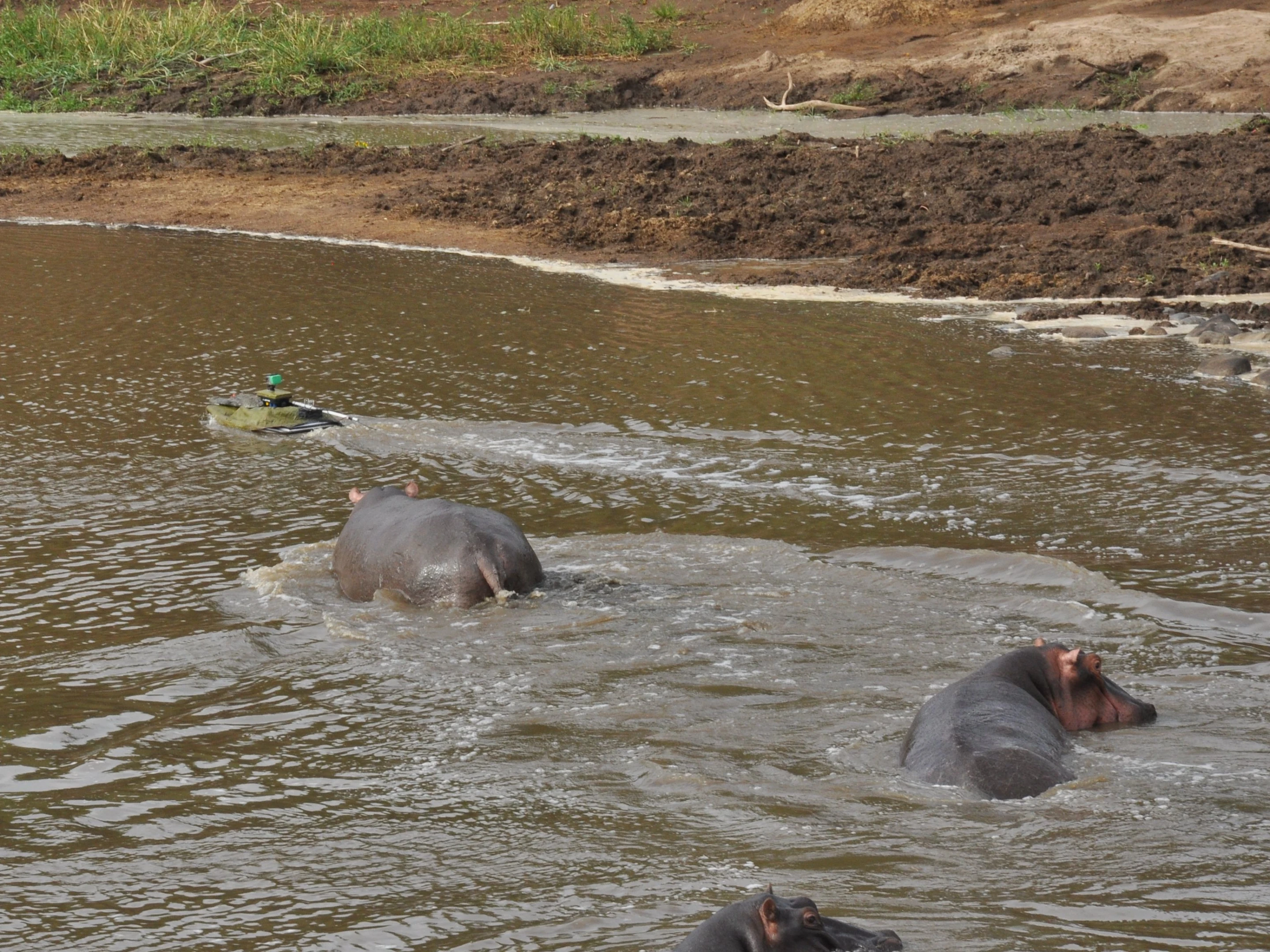 A hippo gives chase to one of the boats