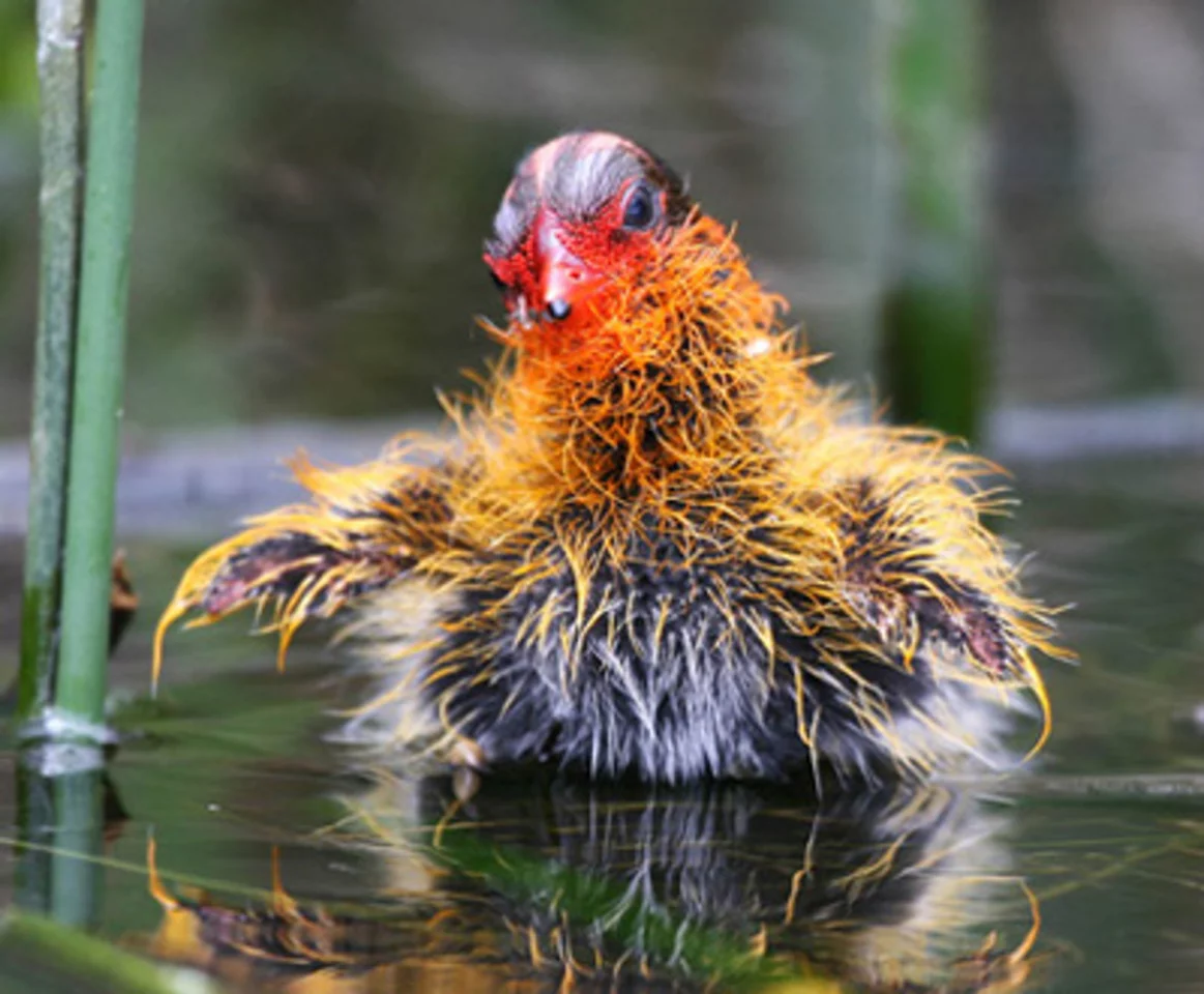A newly-hatched American coot chick shows off its colorful ornamental plumes, beak, and naked head