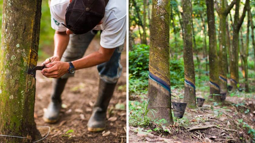 The wetsuits are made from a plant-based polymer